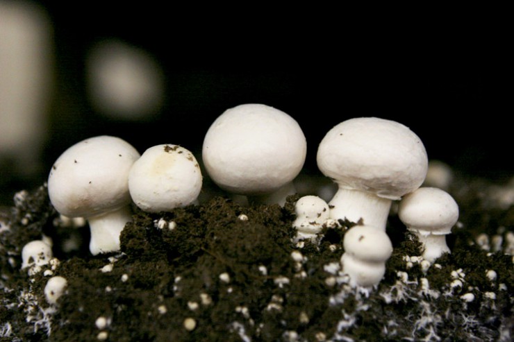 Mushroom farming in Nigeria