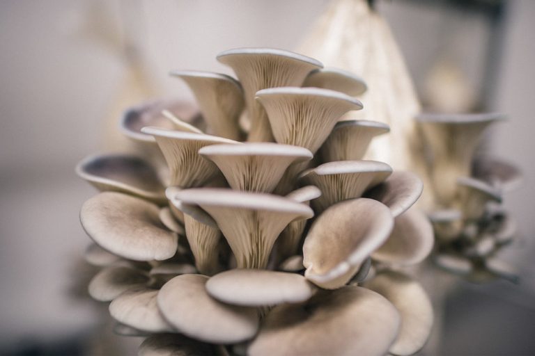 Mushroom Farming In Nigeria: The Basics | Jiji Blog