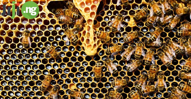 How To Start A Lucrative Honey Production Business In Nigeria