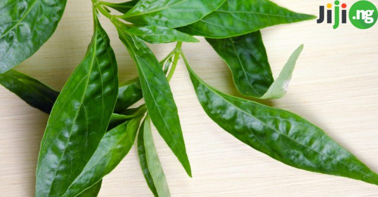 Health Benefits Of Bitter Leaf: The Top 7