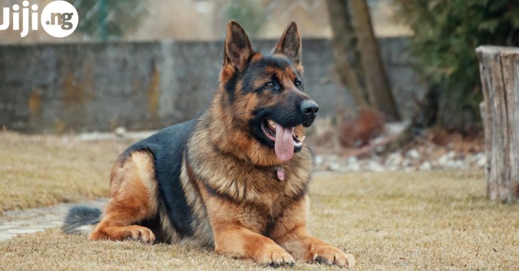 7 Most Expensive Dog Breeds In Nigeria